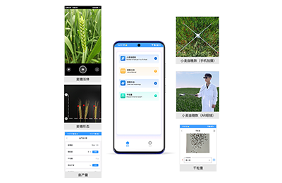 闵行区小麦亩穗数分析仪IN-XM02